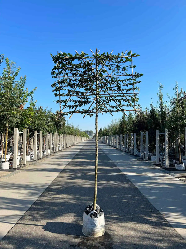 Hainbuche als Spalierbaum