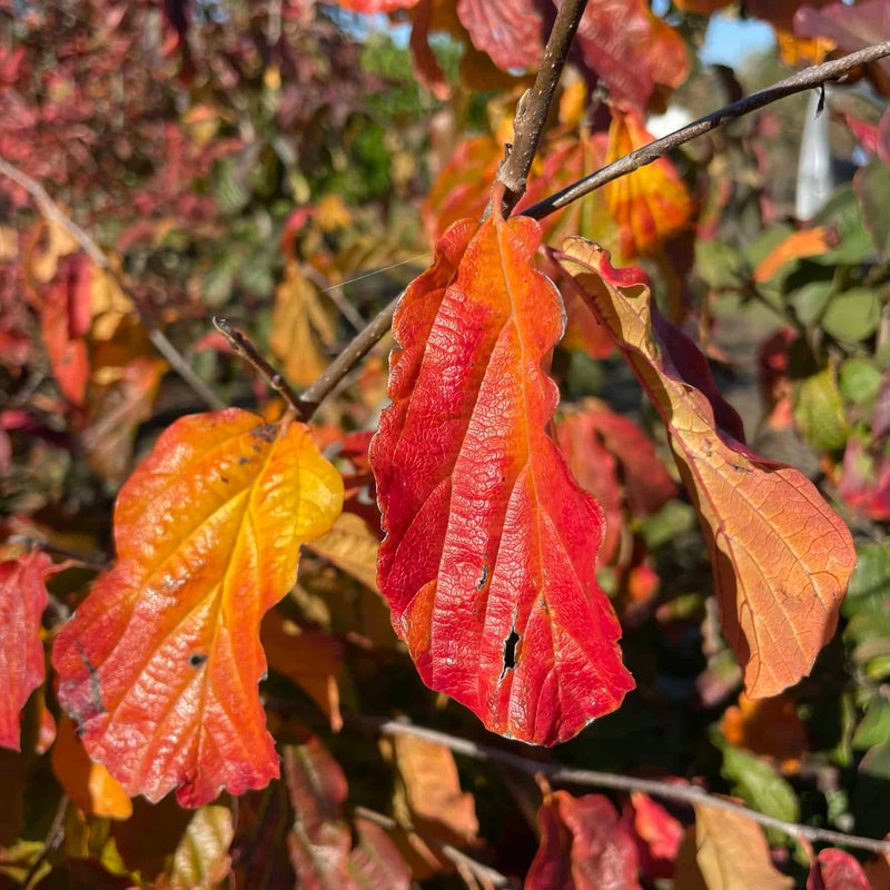 Eisenholzbaum 'Vanessa' als Spalierbaum