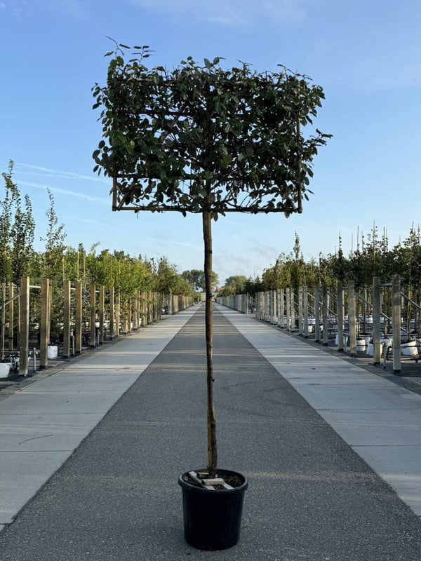 Wintergrüne Ölweide als Spalierbaum