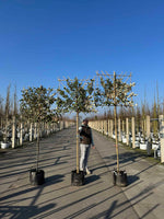 Wintergrüne Ölweide als Spalierbaum