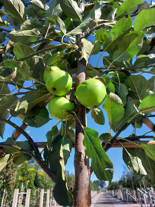 Apfel-Spalierbaum 'Elstar'