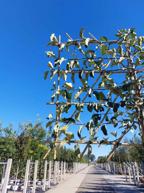 Apfel-Spalierbaum 'Jonagold'