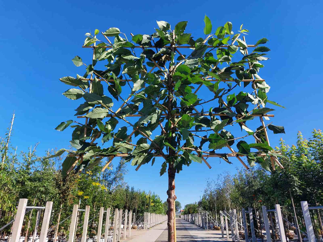 Süßkirschbaum als Spalierbaum 'Hedelfinger Riesenkirsche'