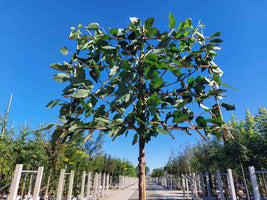 Süßkirschbaum als Spalierbaum 'Hedelfinger Riesenkirsche'