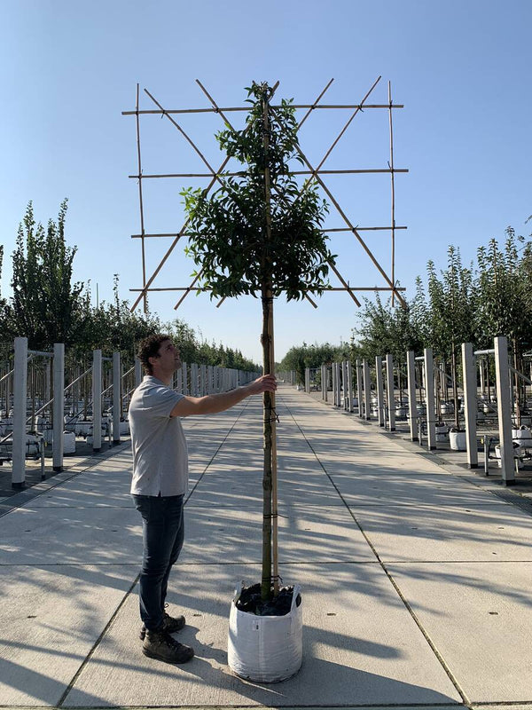 Portugiesische Lorbeerkirsche als Spalierbaum