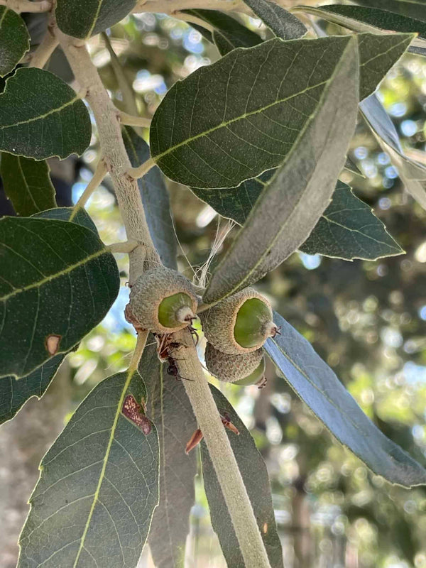 Steineiche als Spalierbaum