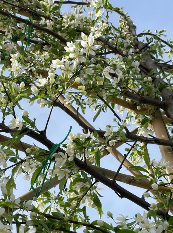 Zierapfel Toringo als Spalierbaum 'Brouwers Beauty'