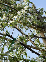 Zierapfel Toringo als Spalierbaum 'Brouwers Beauty'