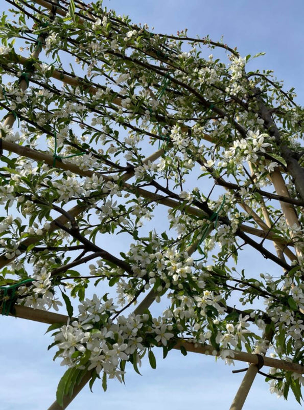 Zierapfel Toringo als Spalierbaum 'Brouwers Beauty'