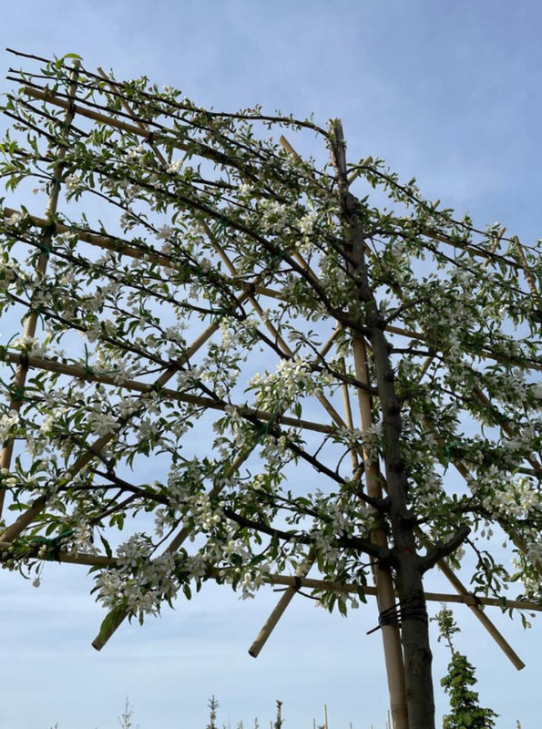 Zierapfel Toringo als Spalierbaum 'Brouwers Beauty'