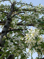 Zierapfel Toringo als Spalierbaum 'Brouwers Beauty'