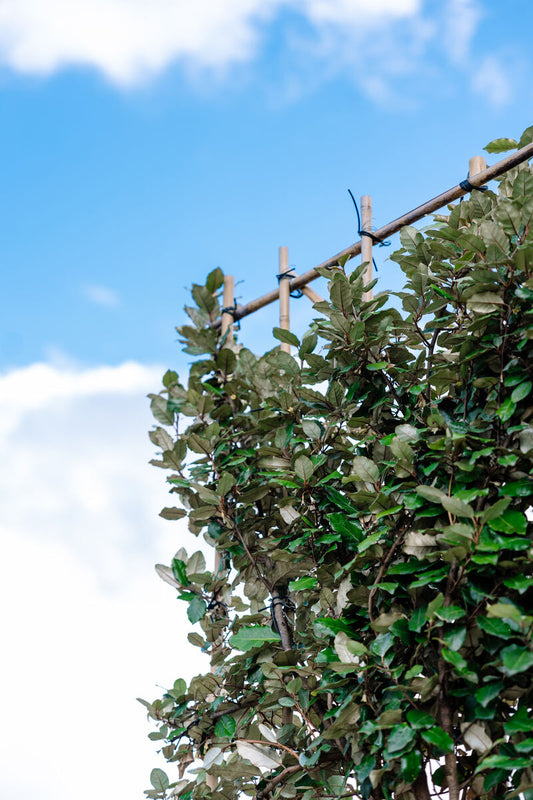 Wintergrüne Ölweide als Spalierbaum