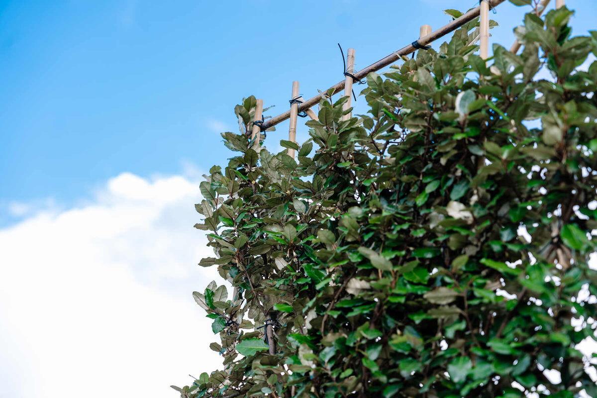 Wintergrüne Ölweide als Spalierbaum