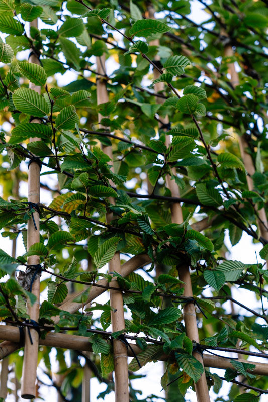 Hainbuche als Spalierbaum