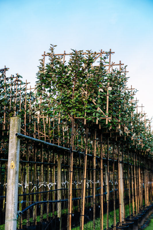 Wintergrüne Ölweide als Spalierbaum