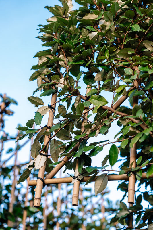 Wintergrüne Ölweide als Spalierbaum