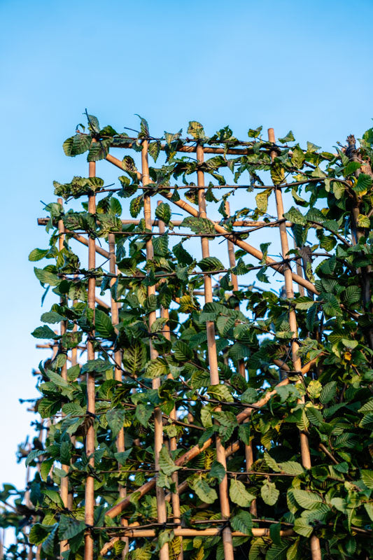 Hainbuche als Spalierbaum