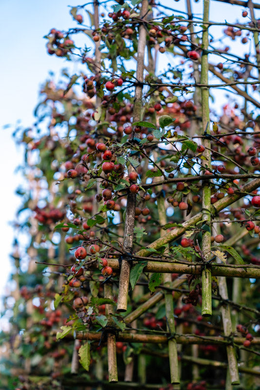 Zierapfel als Spalierbaum