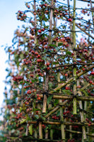 Zierapfel als Spalierbaum