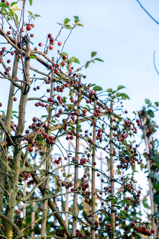 Zierapfel als Spalierbaum